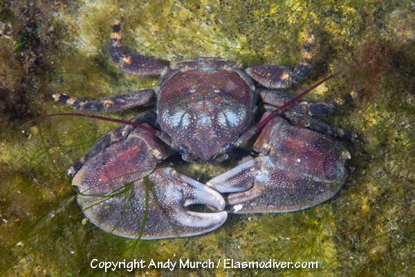 Flat Porcelain Crab