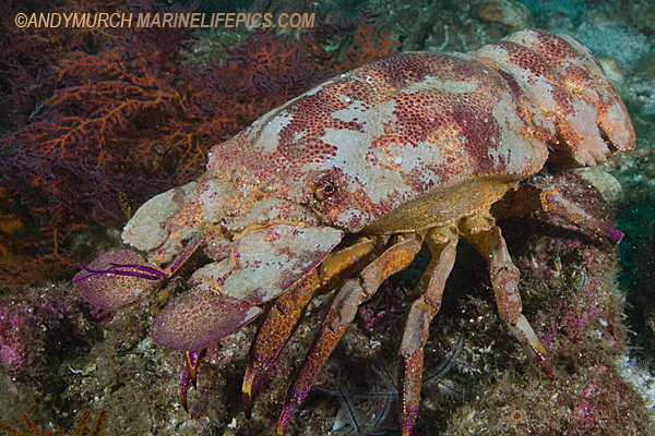 Galapagos Slipper Lobster