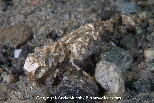 Miniature Spinyhead Shrimp