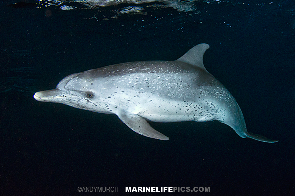 Atlantic Spotted Dolphin