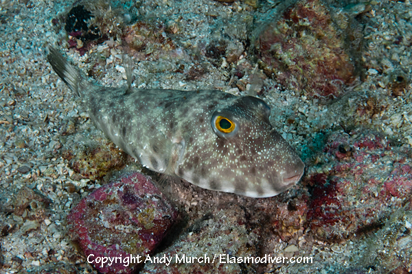 Lobeskin Puffer