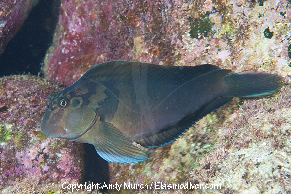 Panamic Fanged Blenny