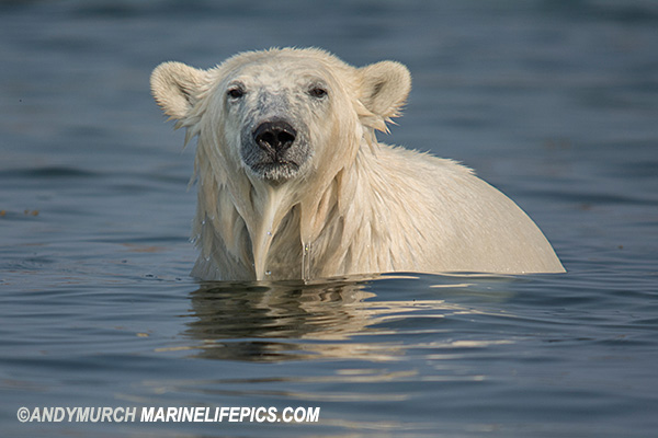 Polar bear in the ocean