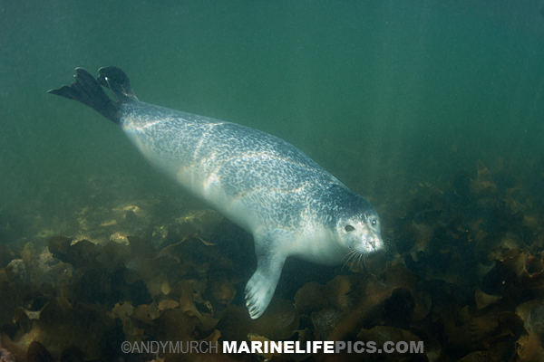 Atlantic Harbour Seal