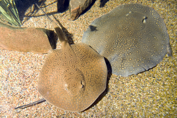 vermiculate river stingray