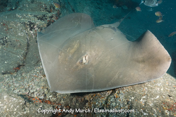 Roughtail Stingray