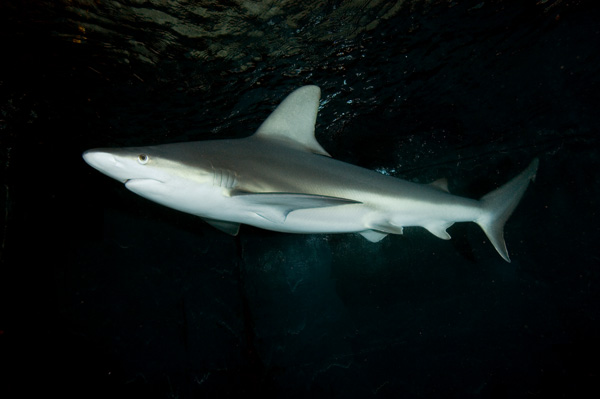 Sandbar Shark