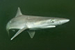 Atlantic sharpnose shark