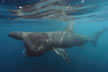 Basking Shark