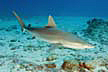 Blacknose Shark