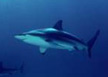 Blacktip Shark