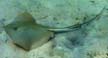 Bluntnose Stingray