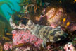 California Swell Shark