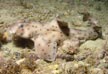 Horn Shark