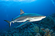 Caribbean Reef Shark