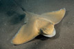 Common Eagle Ray