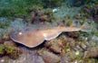 Cortez Electric Ray