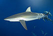 Galapagos Shark