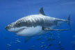 great white shark picture