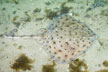 Little Skate Leucoraja erinacea