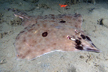 Longnose Skate Raja rhina