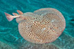 Marbled Torpedo Ray