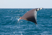 munks devil ray