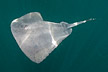 Pelagic stingray