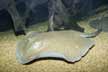 Rosette River Stingray picture