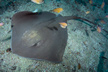 Roughtail Stingray