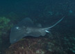 Shorttail Stingray