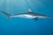 Silky Shark