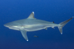 Silvertip Shark