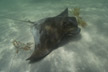 Southern Bat Ray