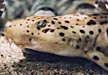 Specled Epaulette Shark