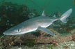 Spiny Dogfish Shark