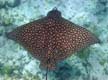 Spotted Eagle Ray