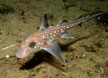 Spotted Ratfish