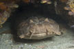 Wards Wobbegong Shark