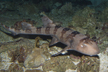 Whitespotted Bamboo Shark