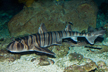 Zebra Bullhead Shark