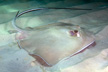 Southern Stingray