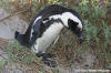 African Penguin