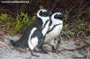 African Penguin