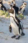 African Penguin