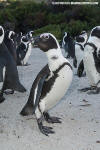 African Penguin