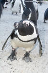 African Penguin