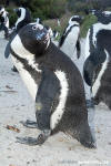 African Penguin