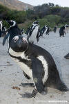 African Penguin