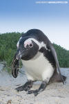 African Penguin